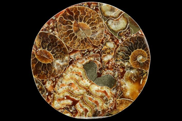 Composite Plate Of Agatized Ammonite Fossils #107327